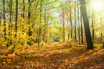 Obraz premium Landschaft 814