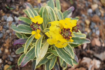 Couronne de fleurs de girofl&eacute;e des murailles