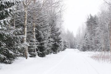 Obraz premium snowy forest landscape with warm light and a trail. Winter wonderland concept