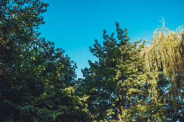 green treetops with copy spacegreen treetops with copy space