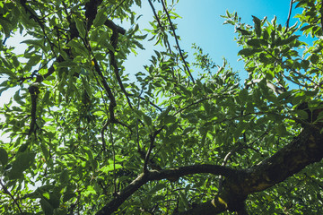 green treetop from the low angle viewgreen treetop from the low angle view