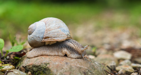 Weinbergschnecke auf Stein mit Textfreiraum