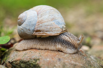 Weinbergschnecke