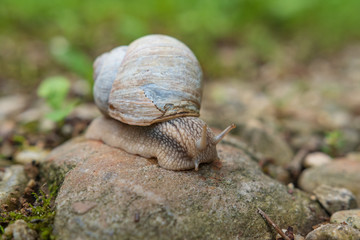 Schnecke auf Stein - Weinbergschnecke