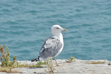 Seagull closeup on the coast