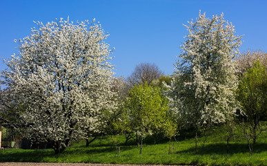 Obraz premium The fruit tree blossom in Ortenau, Baden-Württemberg, Germany