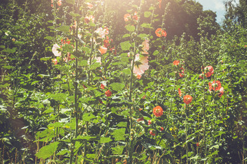 typical bee flowers for environmental themestypical bee flowers for environmental themes