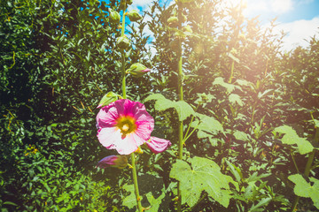 pink flower in the warm sunlightpink flower in the warm sunlight