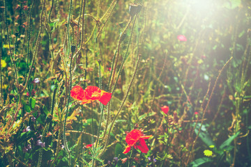 red moon flower in the grassred moon flower in the grass