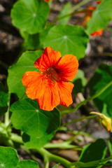 fleur de capucine rouge en gros plan. Tropaeolum majus