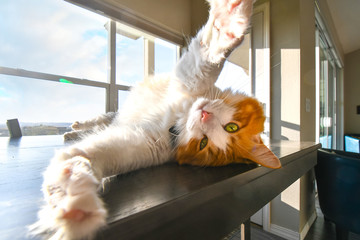 A beautiful orange and white Maine Coon cat stretches upside down as he relaxes in the sunlight on...