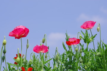 양귀비. 꽃. 꽃밭. 축제. 풍경. 배경. 자연. 컬러. 