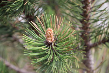 pine tree branch with cones