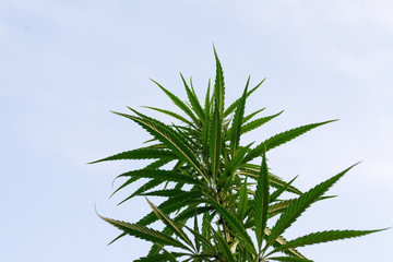 canabis on marijuana field ganja farm sativa leaf weed medical hemp hash plantation cannabis legal...