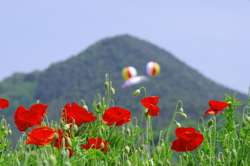 양귀비. 꽃. 꽃밭. 축제. 풍경. 배경. 자연. 컬러. 
