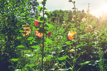 some flowers with green background in the summersome flowers with green background in the summer