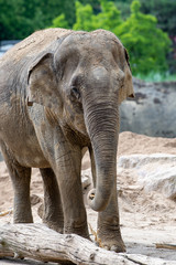 Indischer weiblicher Elefant 