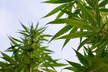canabis on marijuana field ganja farm sativa leaf weed medical hemp hash plantation cannabis legal...