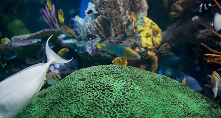 coral reef with fish