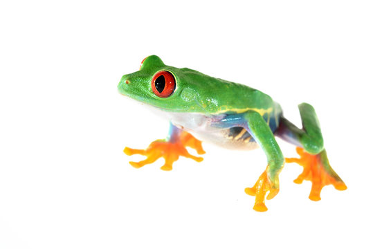 red-eye tree frog  Agalychnis callidryas isolated on white