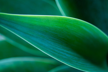 abstract green background