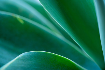 abstract green background