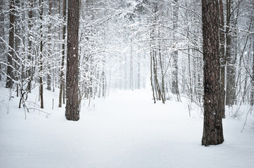 View of winter forest with fresh falling snow in Latvia