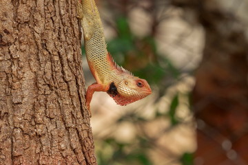 Garden lizard in the wild