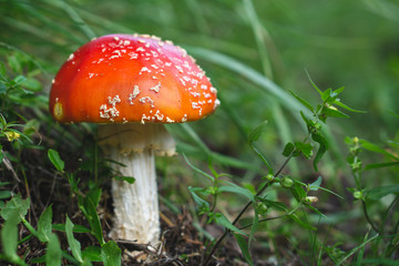 Beautiful fly argaric in the forest