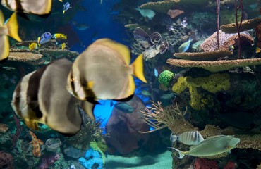 tropical fish in the sea