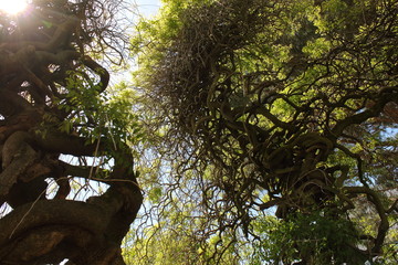 Arbre dans la ville - Nantes