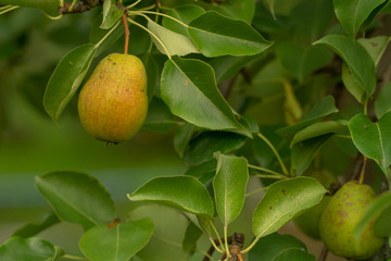 Ripe yellow and green pears on the tree. Organic gardening.