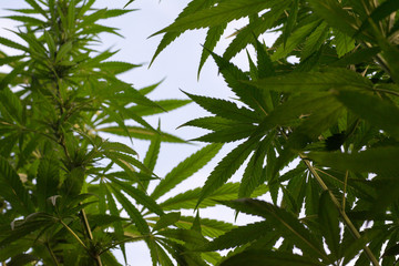 canabis on marijuana field ganja farm sativa leaf weed medical hemp hash plantation cannabis legal...