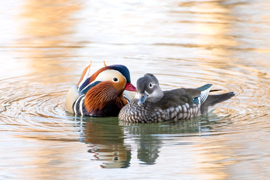 Mandarin Duck couple