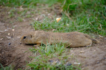 Ground squirrel