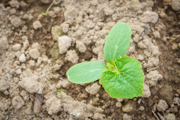 Seedlings cucumber sprout sprouts in the greenhouse in the summer