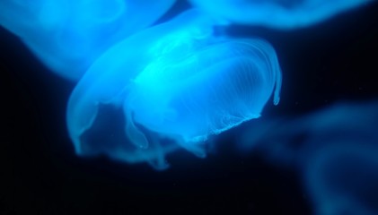 jellyfish on blue background