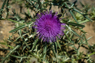 Silybum marianum milk thistle purple flower in the mountains, Montseny natural park, Spain