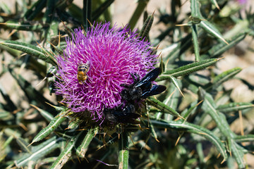 Silybum marianum milk thistle purple flower in the mountains, Montseny natural park, Spain