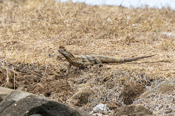 Iguana warming in the sun on a dry grass.