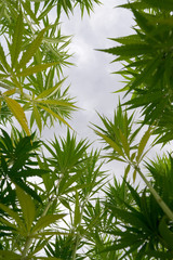 Obraz na płótnie Canvas canabis on marijuana field ganja farm sativa leaf weed medical hemp hash plantation cannabis legal or illegal drug