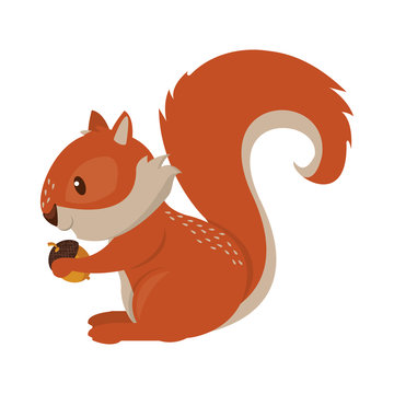 Squirrel eating nut cartoon animal