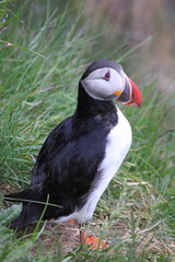 Puffin en Islande