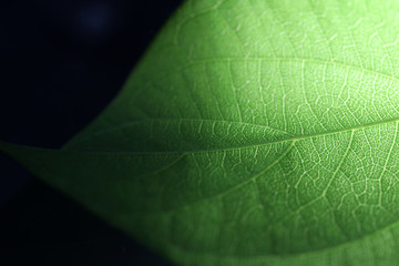 Closeup of portion of green netted veins leaf, reticulate venation of leave with light.