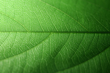 Closeup of portion of green netted veins leaf, reticulate venation of leave with light.