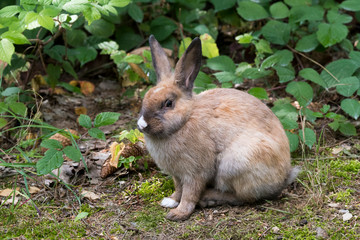 Kaninchen