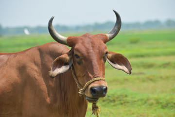 Adorable Cow Portrait on White Background. Farm Animal Grown for Organic Meat