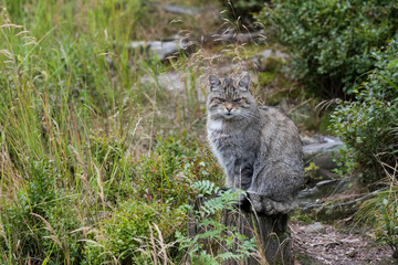 Wildkatze