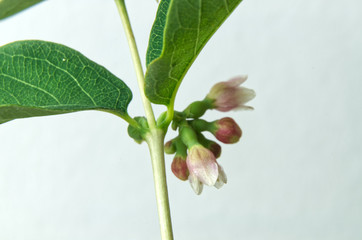 flower cluster at twig of a snowberry bush