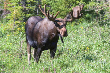 Shiras Moose in the Rocky Mountains of Colorado. Bull Moose in a Forest